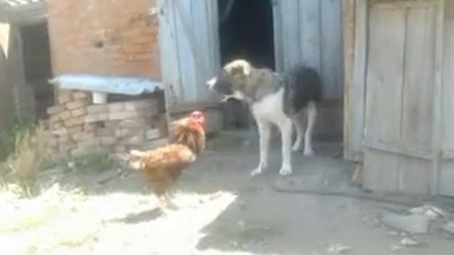 Интересно. Смотреть всем. Распетушился защищая кур своих. А тому лижбы поиграть смотреть онлайн