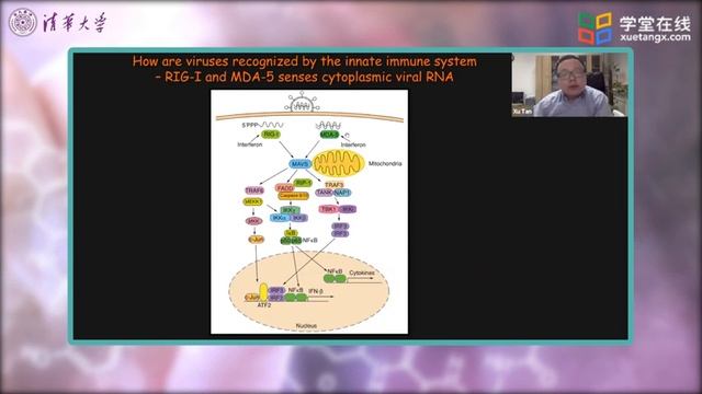 6 2 3 Innate Defenses NK Cells смотреть онлайн