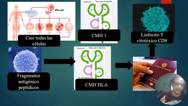 proteínas chaperonas parte 1 смотреть онлайн