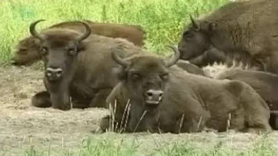 Работа по разведению зубров смотреть онлайн