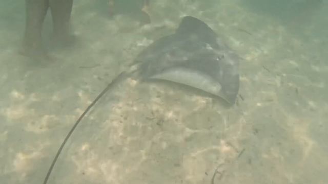 Shark and Stingray Swim Bora Bora смотреть онлайн
