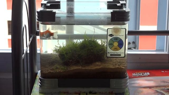 Small Coffee Tank смотреть онлайн