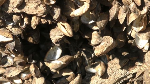 ОГРОМНЫЙ САЗАН С РЕКИ БУЗАН Конец рыбалки был неожиданным Ловля сазана в Астрахани смотреть онлайн