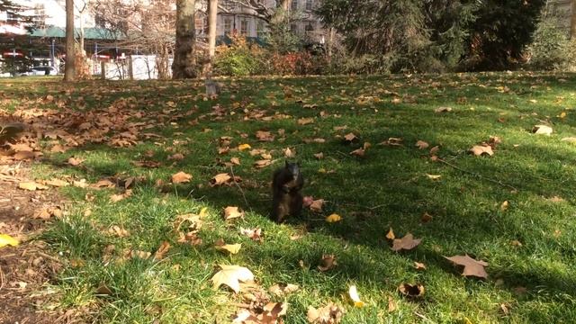Black Squirrel in New York, Broadway // Чёрная белка в Нью-Йорке на Бродвее смотреть онлайн