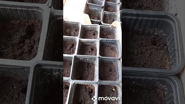 ПОСАДКА ТОМАТОВ НА РАССАДУ В ШКОЛЬНУЮ ТЕПЛИЦУ. ОГОРОД НА КУБАНИ. shorts# смотреть онлайн