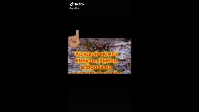 ЦИТАТЫ ВОЛКА ИЗ ТИКТОКА|ПОДБОРКА ЦИТАТ ВОЛКА|ПОДБОРКА#2| смотреть онлайн