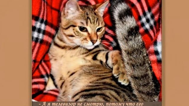 О БРАТЬЯХ НАШИХ МЕНЬШИХ, О КОШКАХ... смотреть онлайн