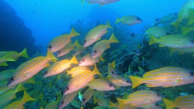Scuba Diving in the Maldives Sept 2021 смотреть онлайн