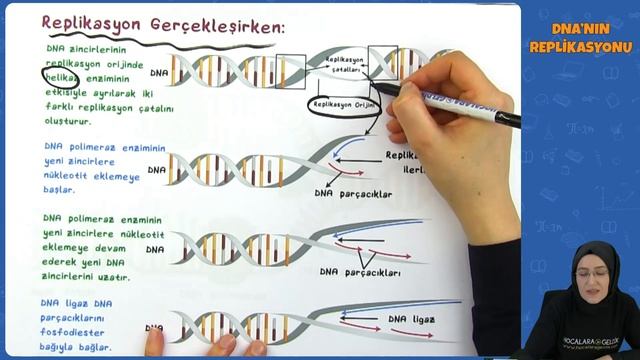 AYT Biyoloji - DNA’nın Replikasyonu | AYT Biyoloji 2022 #hedefekoş смотреть онлайн