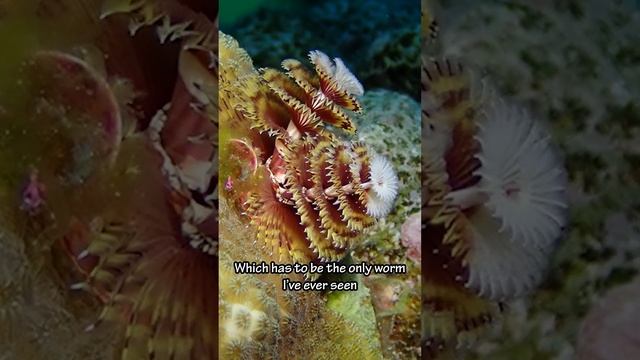 Beautiful Underwater Worms?! смотреть онлайн