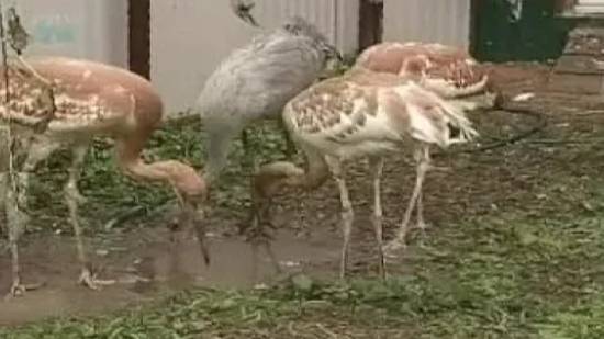 Как разводят и выращивают стерхов смотреть онлайн