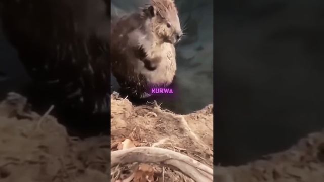 #1видео смотреть онлайн