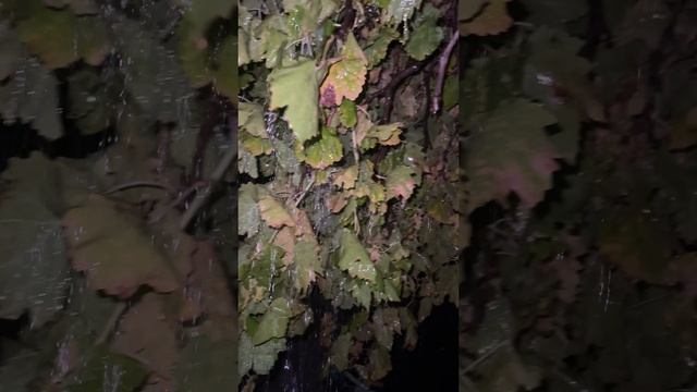 Вечерний дождь в ноябре. Крым. ЮБК. Гаспра. 15.11.2024 г. смотреть онлайн