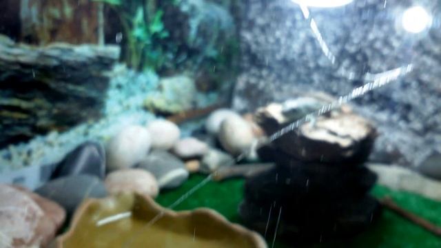 Сверчки пьют воду! смотреть онлайн