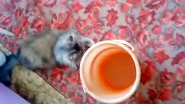 Кошка прыгает в ведро смотреть онлайн