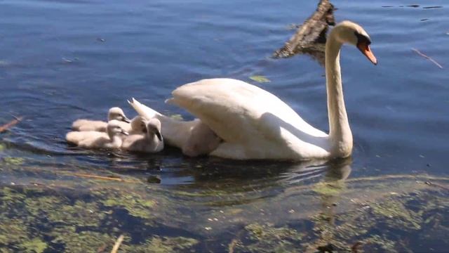 Bella's new brood смотреть онлайн
