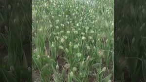 ГР. Кобриалет / Она Сера / 2020 / GR.  Kobrialet / She Sera / 2020 /