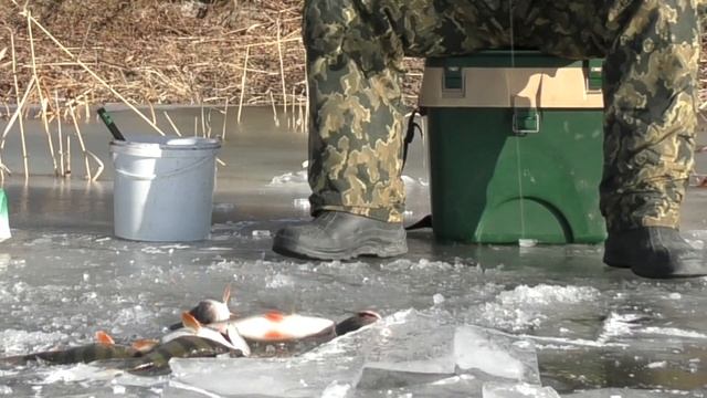 Первый выход на лед 2020 Зимняя рыбалка в Астрахани Ловля на жерлицы и балансир смотреть онлайн