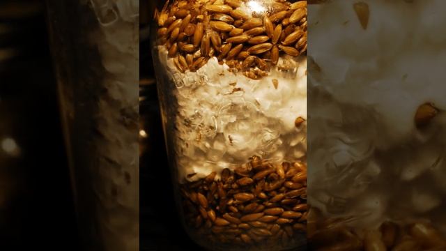 Psilocybin Mycelium Colonizing Grains in a Mason Jar смотреть онлайн