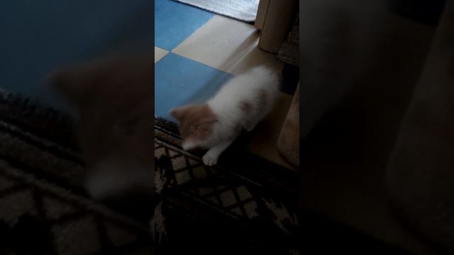Наш новый жилец,ему 1 месяц и 1день. Тимка смотреть онлайн