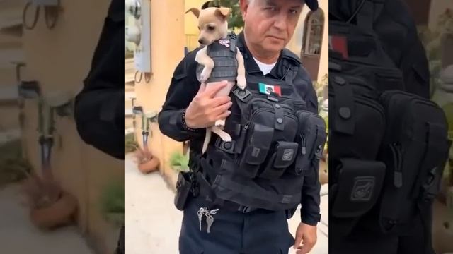 Собачий патруль смотреть онлайн