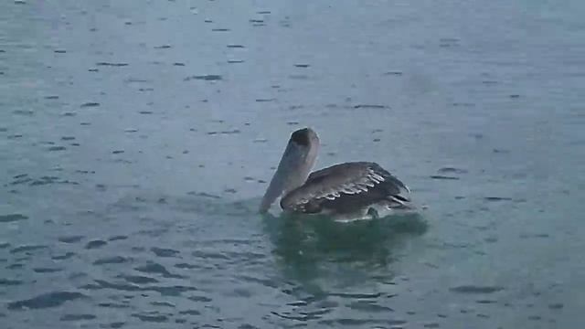 Pelican Eating смотреть онлайн