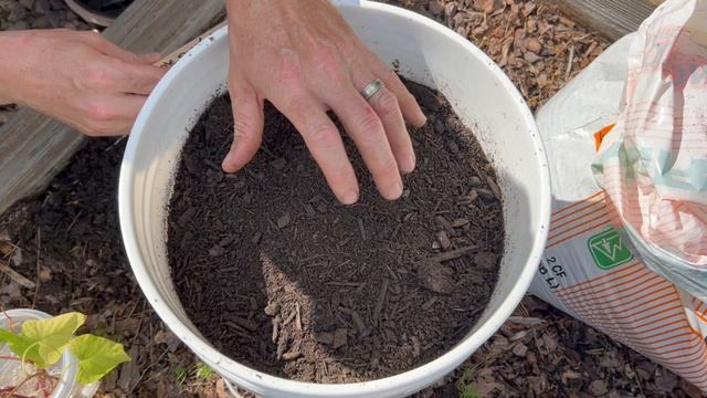 5 Secrets To Growing Tons Of Sweet Potatoes ( Even In Winter ) смотреть онлайн