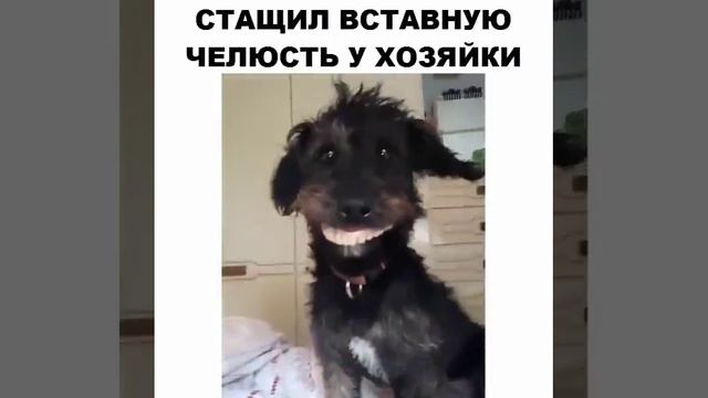 Лучшая улыбка