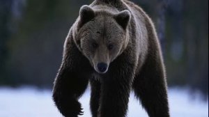 We Are Animals - Nazareth