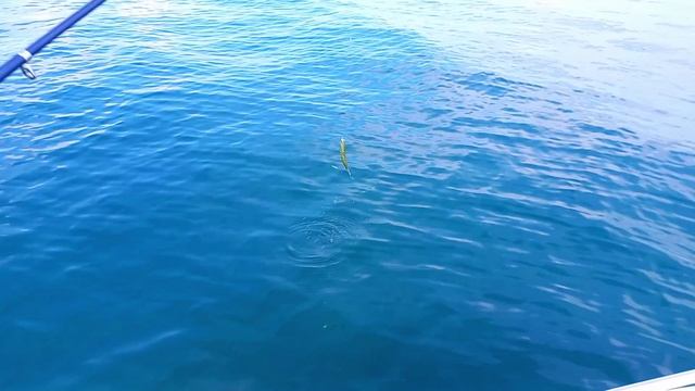 Рыбалка в Сочи. Пеламида, красавица Черного моря смотреть онлайн