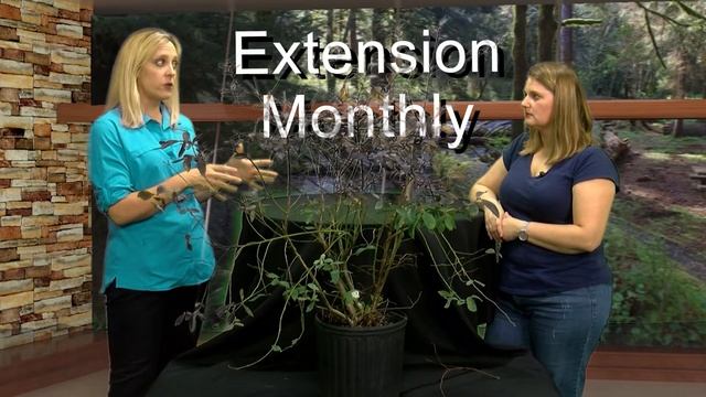 Extension Monthly: Fruit Plants смотреть онлайн