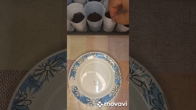 ТОМАТ МИНУСИНСКОЕ ПЛОСКОЕ СЕРДЦЕ ПОСАДКА НА РАССАДУ. ОГОРОД НА КУБАНИ. shorts# смотреть онлайн