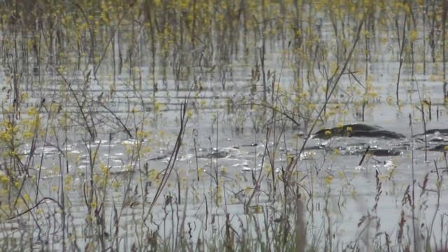 НЕРЕСТ ДИКОГО САЗАНА Дельта Волги в разлив Полои кишат рыбой смотреть онлайн