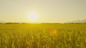 Самая спокойная музыка для сна и отдыха - Снятие стресса и напряжения - Исцеляющая музыка для души.