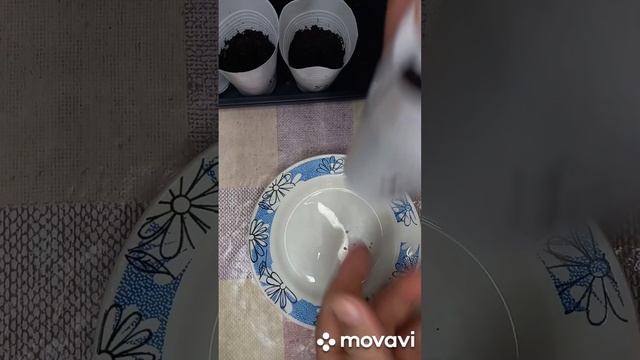 ПОСАДКА ТОМАТА НОРВЕЖСКИЙ СТАРЛИНГ НА РАССАДУ. ОГОРОД НА КУБАНИ. shorts# смотреть онлайн