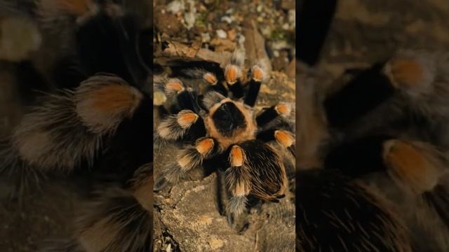 EVERBODY LOVES TARANTULAS 💚🕷 смотреть онлайн