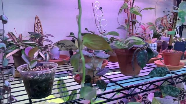 Hoya Collection Tour - All My Hoyas as of Summer 2022 смотреть онлайн