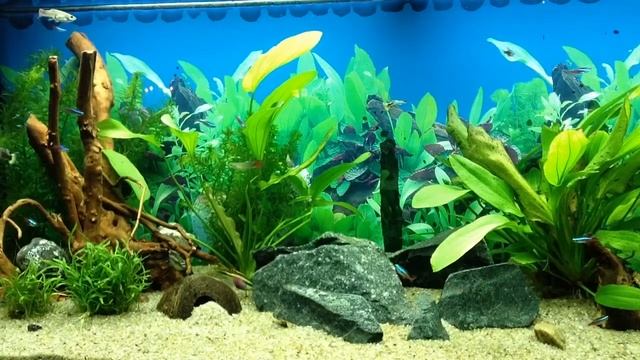 My 240 L Juwel Rio fish tank смотреть онлайн