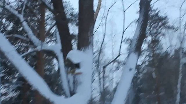 Белки Чистый ключ смотреть онлайн