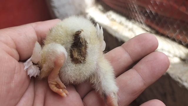 Tips to Control Humidity in the Coop | Dr. ARSHAD смотреть онлайн