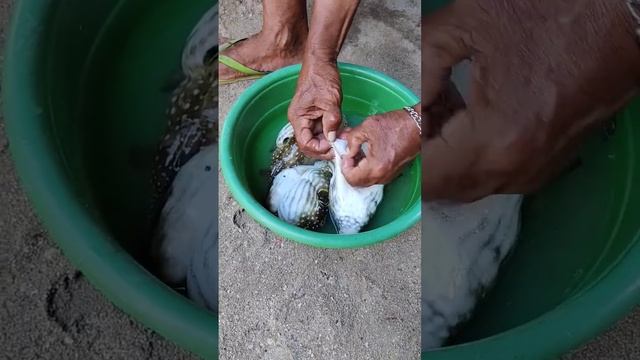 Puffer fish may contain the potent and deadly toxins tetrodotoxin and/or saxitoxin смотреть онлайн