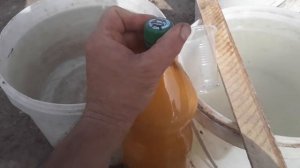 Полив взошедшей рассады (в поле), триходермой Вериде на жидком субстрате.