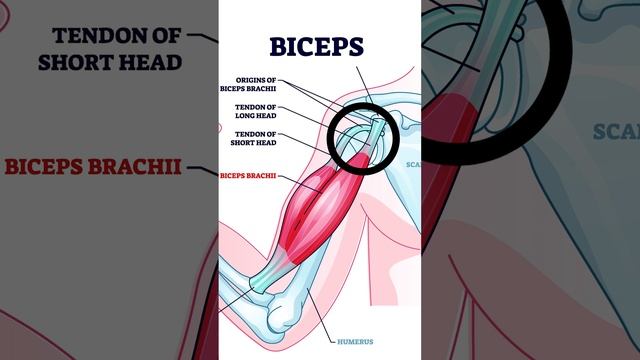Biceps Trigger Points смотреть онлайн