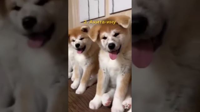 Какие породы не рекомендуется заводить новичкам🙌🏻