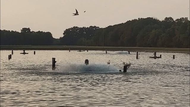 Essential Phone PH-1 Picture Samples смотреть онлайн