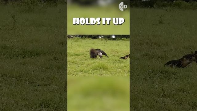 Giant Anteater's Amazing Optical Illusion 🐜👀 смотреть онлайн