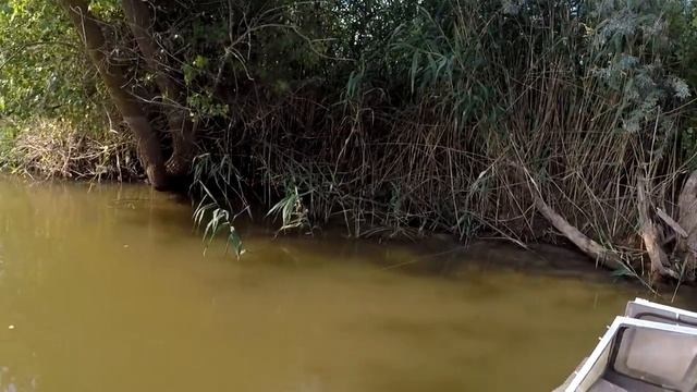 Закидушки в стене камыша Ловля сазана на жмых Рыбалка в Астрахани 2021 на день рыбака смотреть онлайн