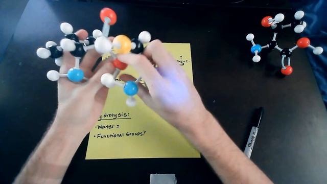 Amino Acids смотреть онлайн