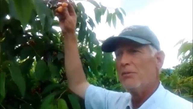 Cherries: It's a love-hate relationship смотреть онлайн