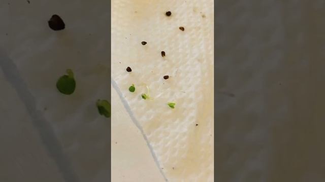 White 🍓s lack a protein that red ones have, so they grow white w. pink patches.🍓 #howtowithjessie смотреть онлайн